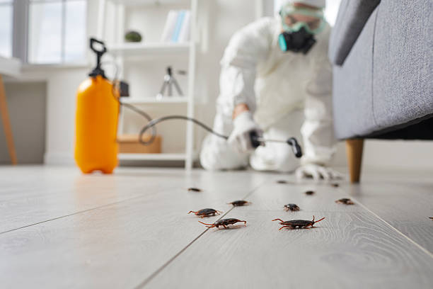 Commercial Kitchen Cockroach Control in Glens Falls